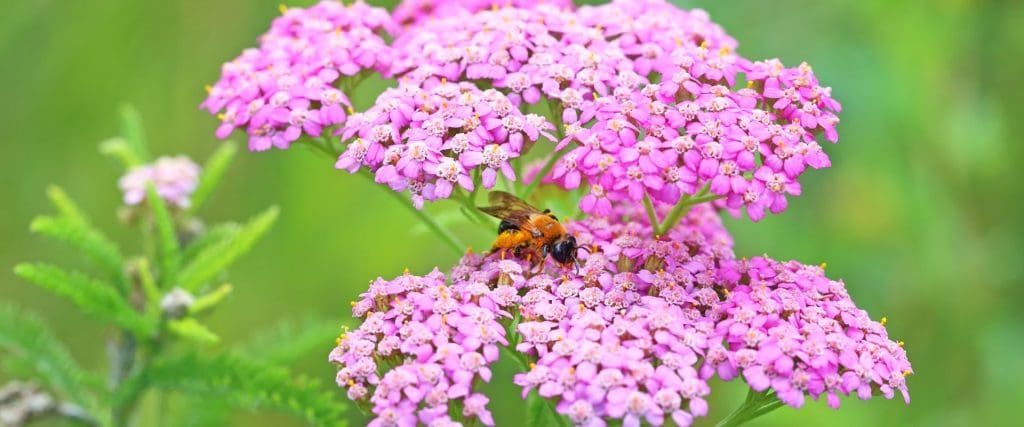 Yarrow-a-magical-healer