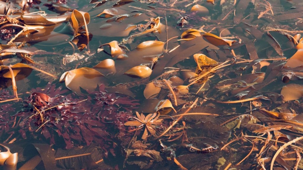 EACH POD HOLDS A TREASURE OF SKIN-LOVING ACTIVES
